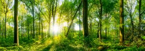 Lichtung im Wald bei Sonnenuntergang